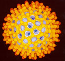 Blue tongue virus